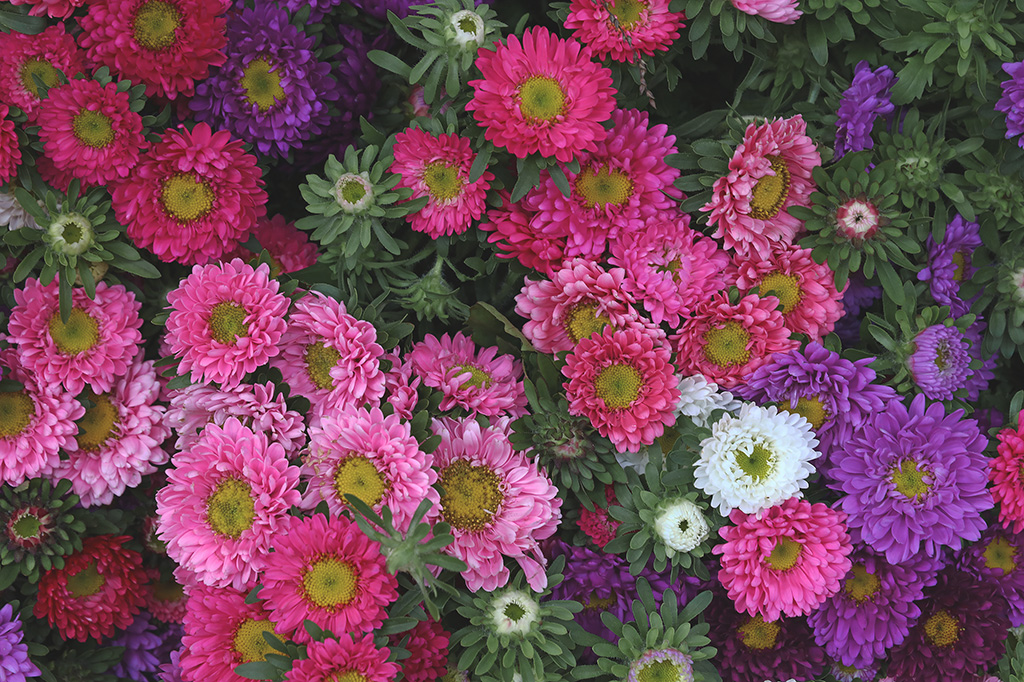 Herbstastern