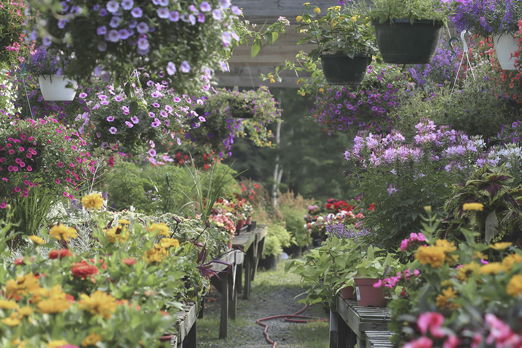 Außenbereich des Gartencenters